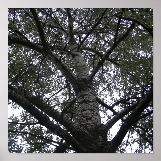 Póster Naturaleza negra y blanca (Frente)