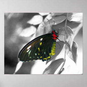 Póster Naturaleza parcial de color de la mariposa negra
