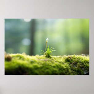 Póster Naturaleza vegetal Serene Tranquilo