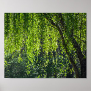 Póster Naturaleza verde del árbol silvestre