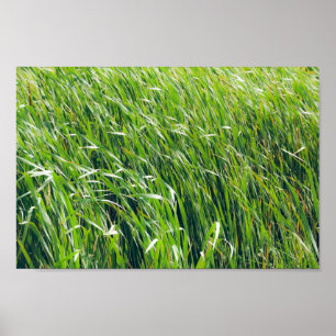 Póster Naturaleza verde silvestre