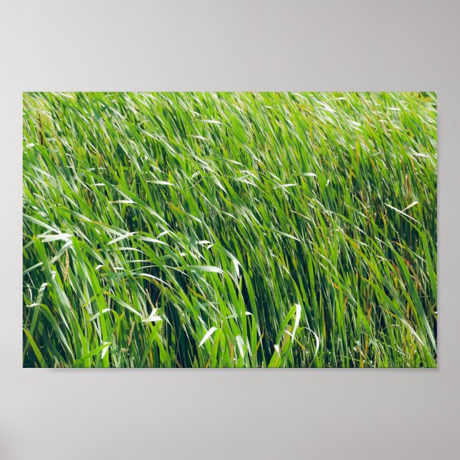 Póster Naturaleza verde silvestre de las hierbas (Frente)