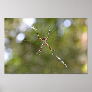 Póster Naturaleza Vida silvestre al aire libre Webb Spide