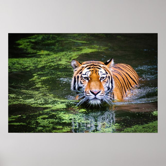 Póster Naturaleza Vida Silvestre Bengala Tigre En Fotogra (Frente)