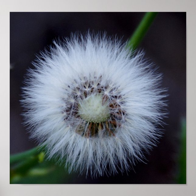 Póster Naturaleza y apos, sol (Frente)