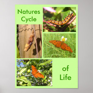 Póster Natures Cycle of Life