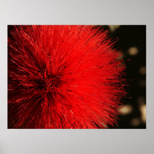 Póster Nature's Firework