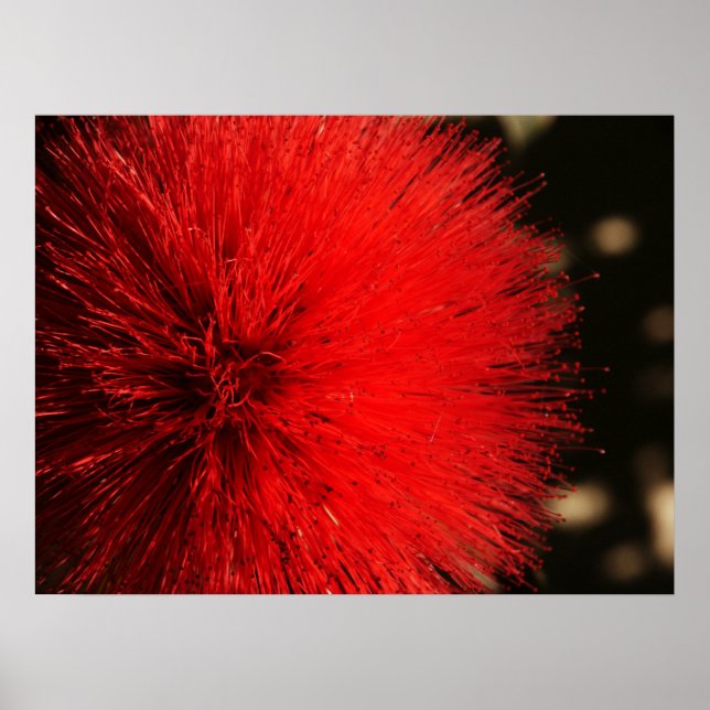 Póster Nature's Firework (Frente)