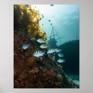 Póster Naufragio escondido detrás de un arrecife