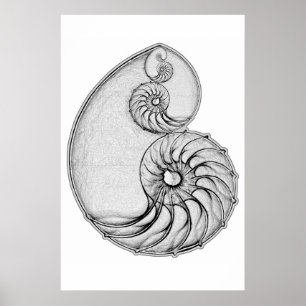 Póster Nautilus