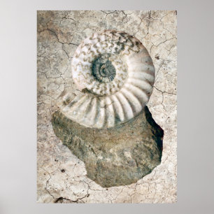 PÓSTER NAUTILUS SHELL ESPIRAL REPRIMIDO