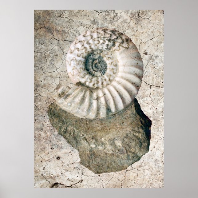 PÓSTER NAUTILUS SHELL ESPIRAL REPRIMIDO (Frente)