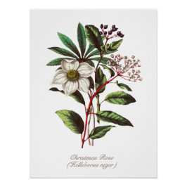 Póster Navidades botánicos de época Rosa Flor Bouquet