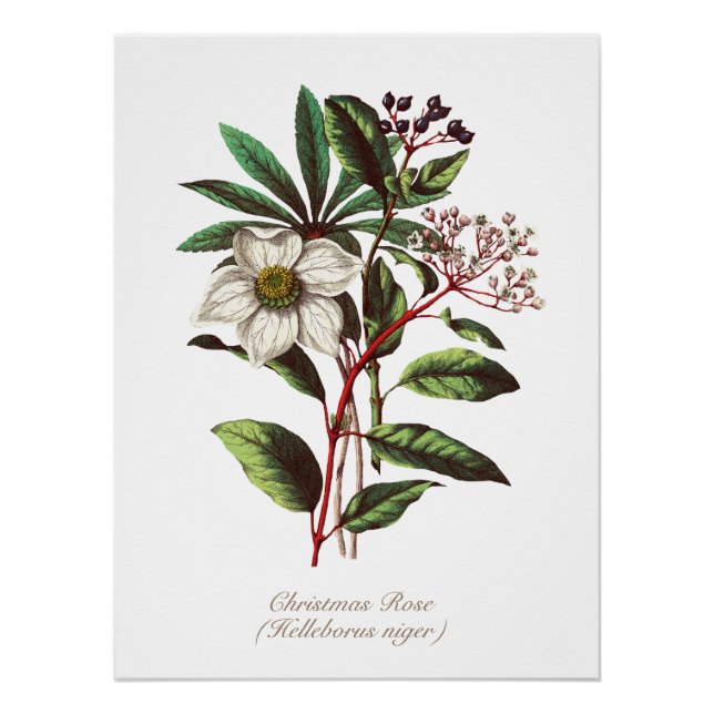 Póster Navidades botánicos de época Rosa Flor Bouquet (Anverso)