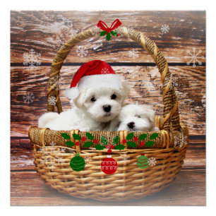 Póster Navidades Cachorros, adorables,
