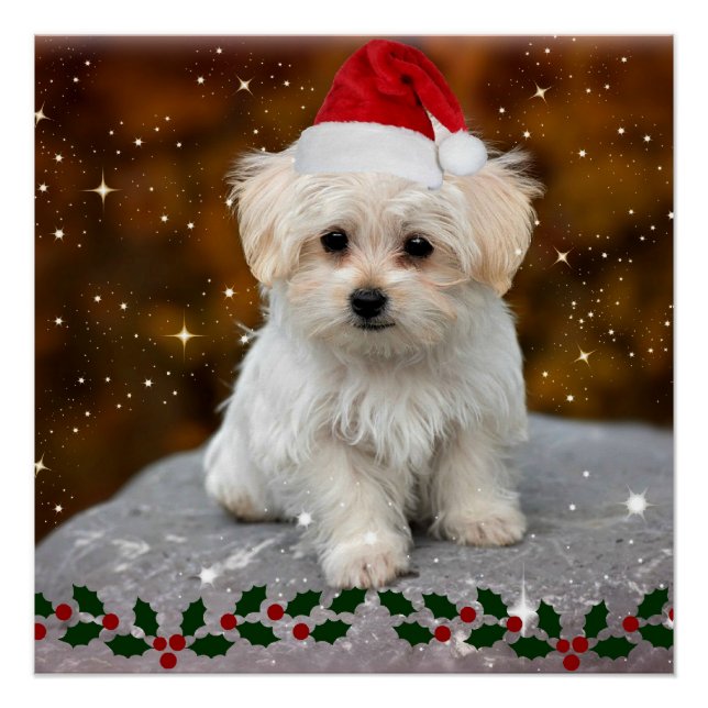 Póster Navidades Cachorros, adorables, (Anverso)