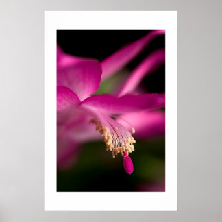 Póster Navidades Cactus
