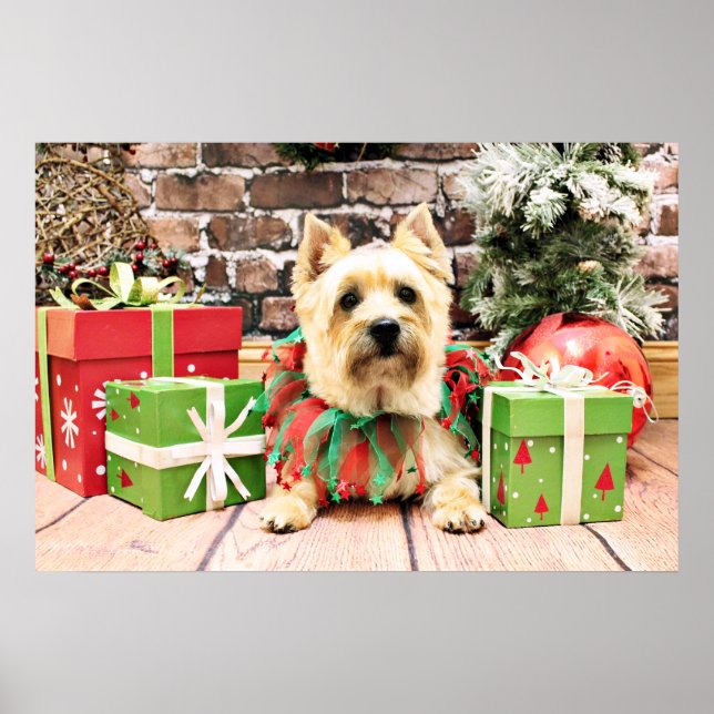 Póster Navidades - Cairn Terrier - Lola (Frente)