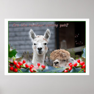 Póster Navidades de Alpaca
