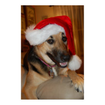 Navidades German Shepherd
