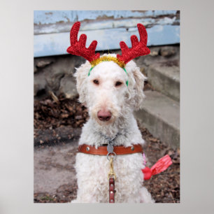 Póster Navidades Ollie