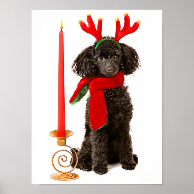 Póster Navidades Perro de juguete negro vestido de reno (Frente)
