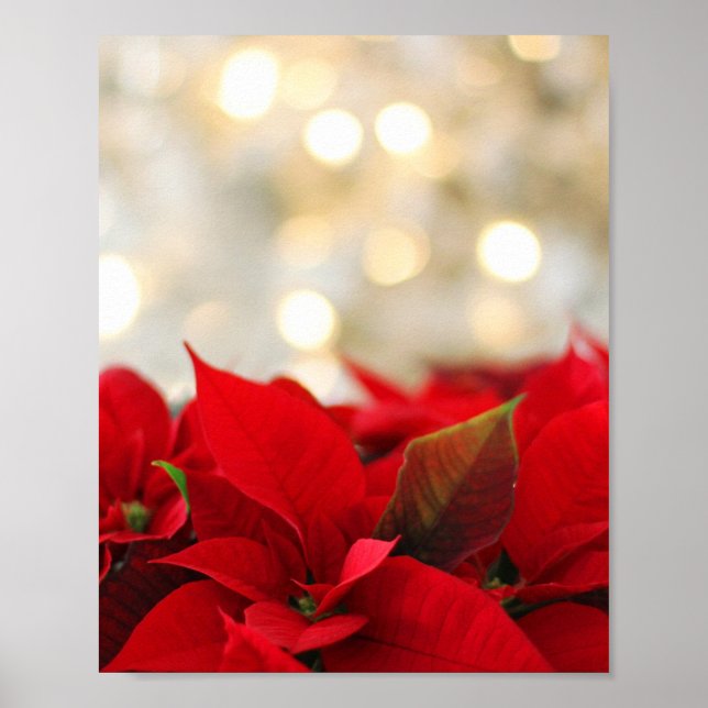 Póster Navidades Poinsettia (Frente)
