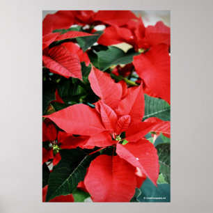 Póster Navidades rojos brillantes Poinsettia
