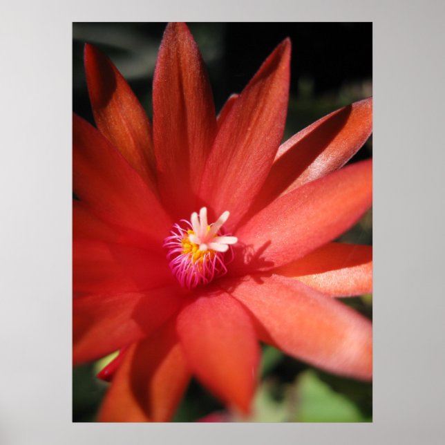 Póster Navidades rojos Flor de cactus (Frente)