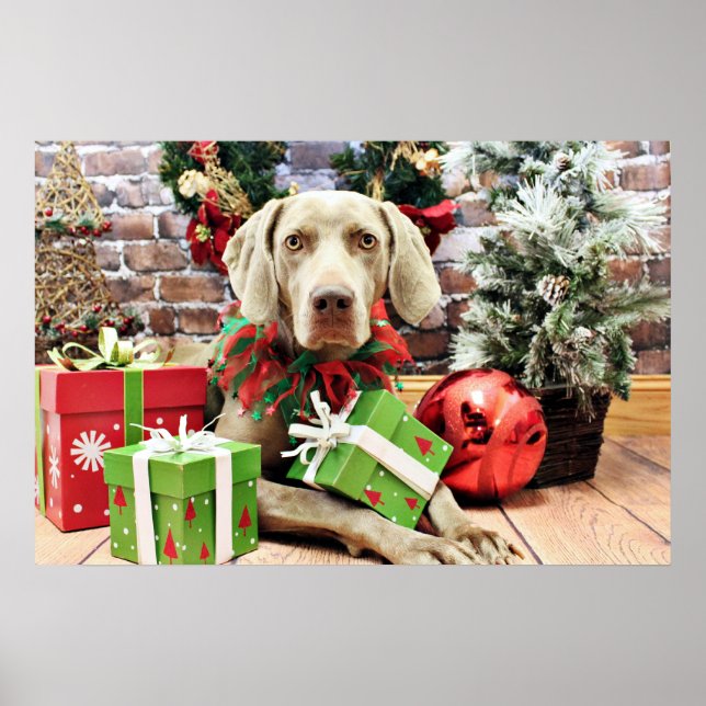 Póster Navidades - Weimaraner - Lucy (Frente)