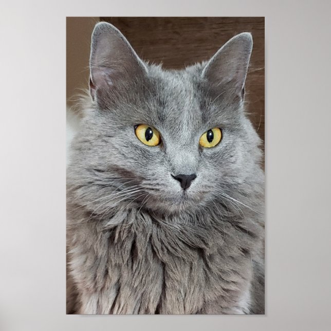 Póster Nebelung, Poster de gato azul ruso de larga data (Frente)