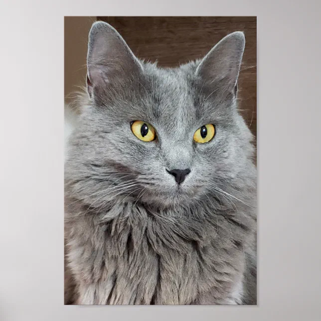 Póster Nebelung, Poster de gato azul ruso de larga data