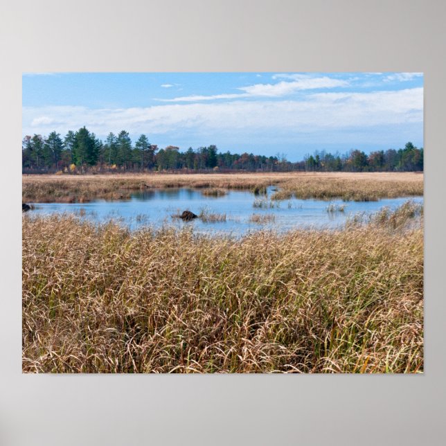 Póster necedah sedge meadow humedales y bosque (Frente)