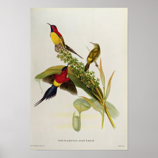 Póster Nectarinia Gouldae (Frente)