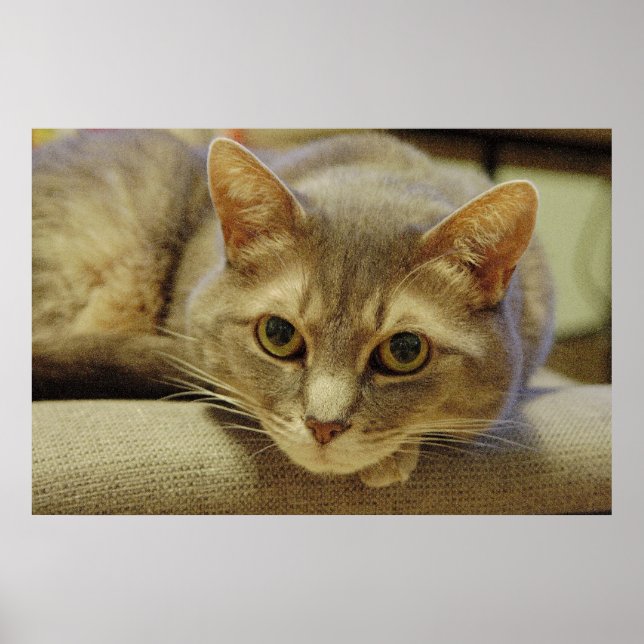 Póster Nedda (Frente)