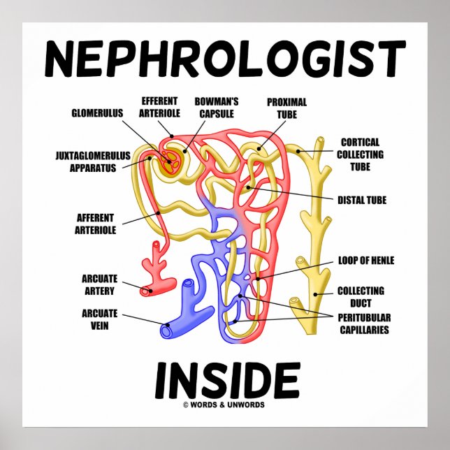 Póster Nefrología dentro de Kidney Nephron (Frente)