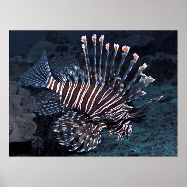 Póster Negrita Lionfish (Frente)