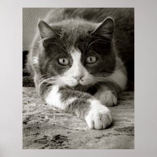 Póster Negro y blanco del gato juguetón