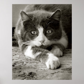 Póster Negro y blanco del gato juguetón