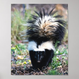 Póster Negro y blanco del zorrillo