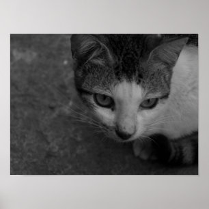 Póster Negro y blanco - Gatito