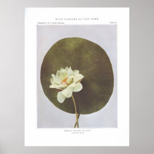 Póster Nelumbo americano o Lotus - Nelumbo lutea