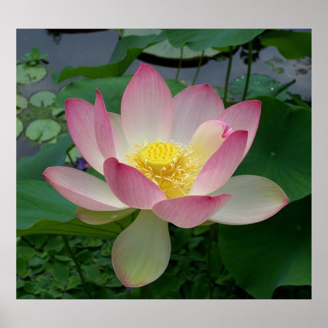 Póster Nelumbo Nucifera de la Flor Sacra Lotus (Frente)