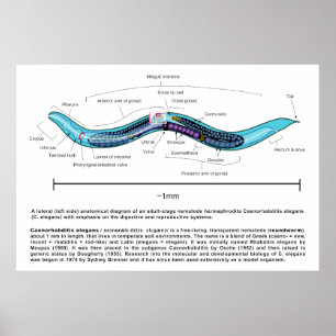 Póster Nematodo Gusano redondo Caenorhabditis Diagrama el