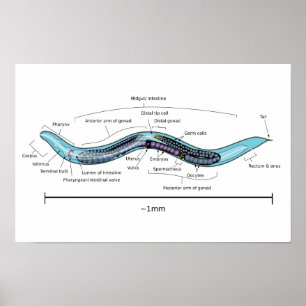 Póster Nematodo hermafrodita Caenorhabditis elegans