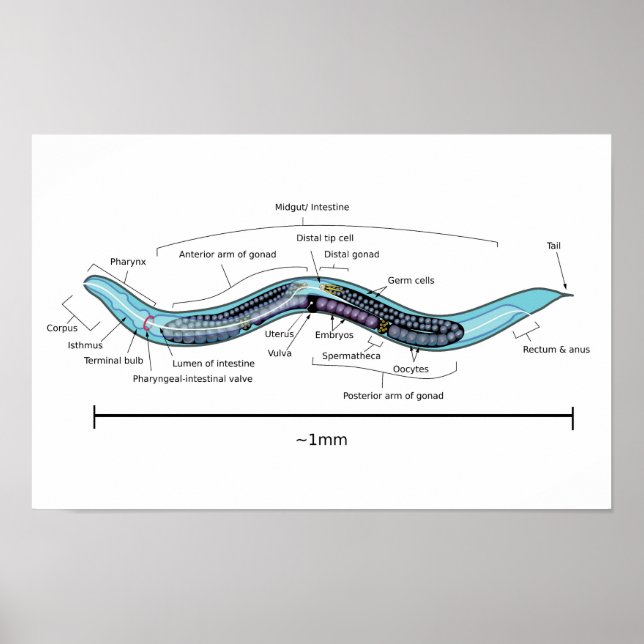 Póster Nematodo hermafrodita Caenorhabditis elegans (Frente)