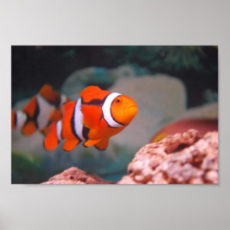 Póster Nemo