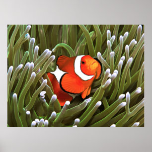 Póster Nemo