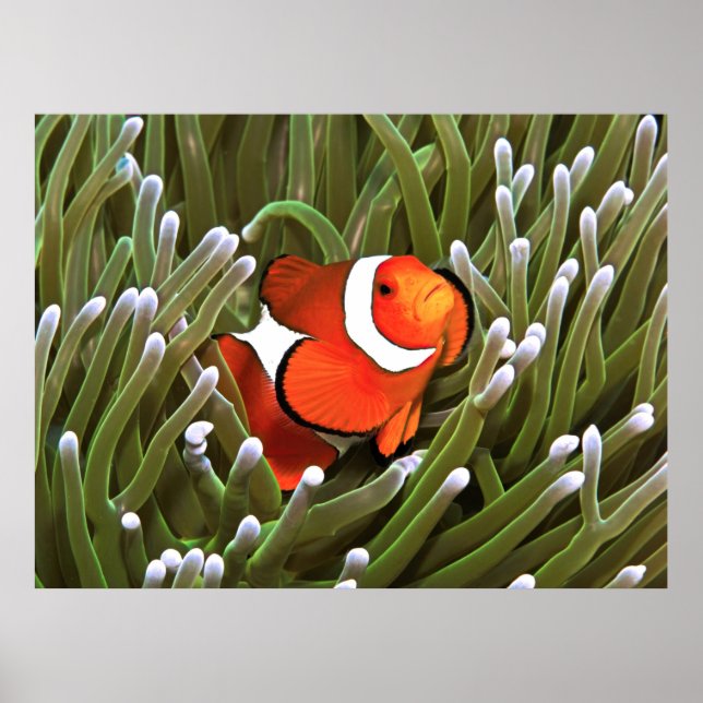 Póster Nemo (Frente)
