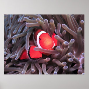 Póster Nemo encontrado